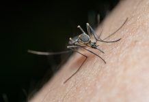 Loše vijesti za komarce, dobre za Goričane: Kreće nova ofenziva