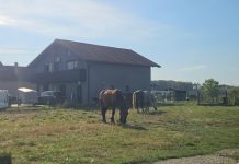 Konji bez nadzora lutaju Petrovinom, mještanima prekipjelo